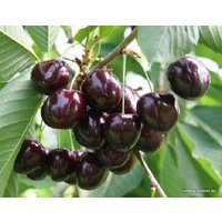  Интивиторг Черешня Ипуть