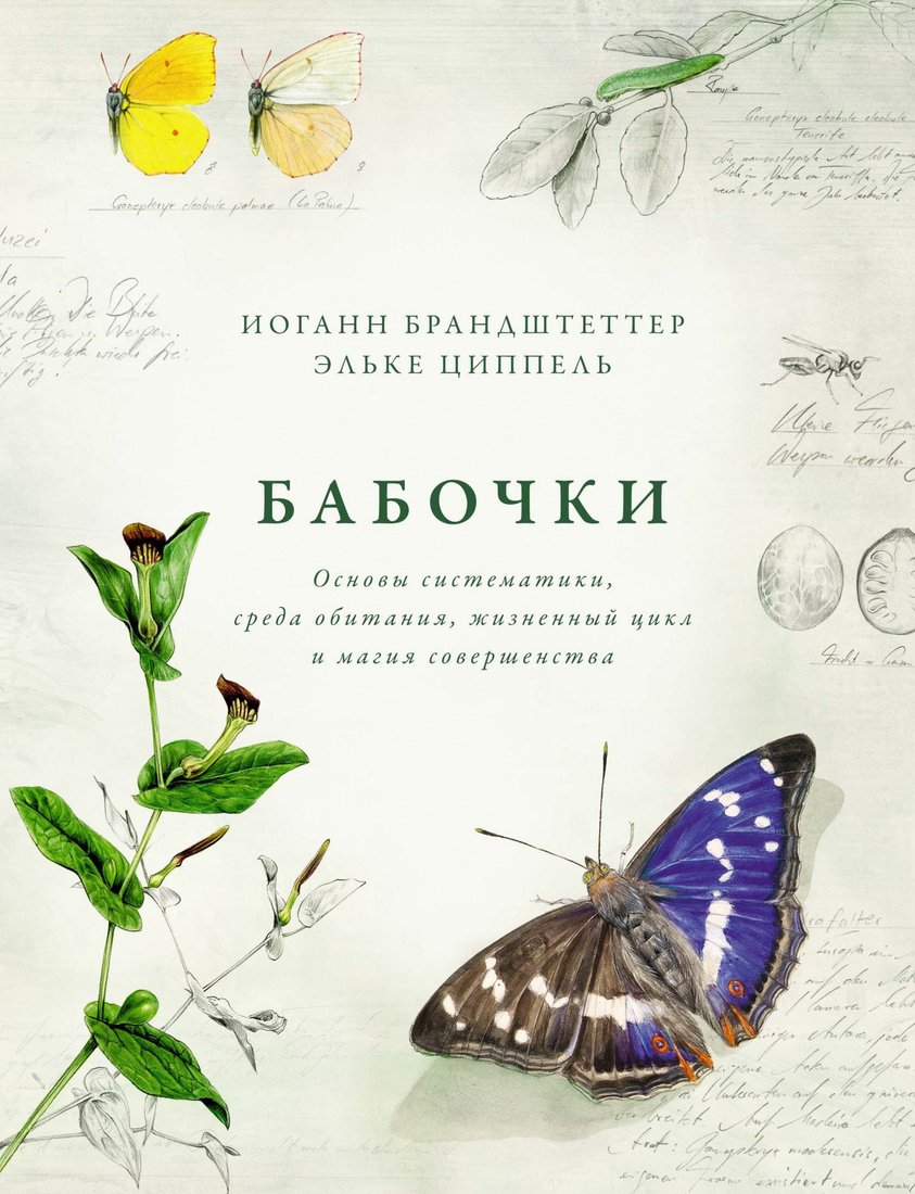 

Книга издательства КоЛибри. Бабочки (Брандштеттер И., Циппель Э.)