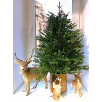 Ель GreenTerra Ноэлла 0.9 м