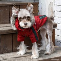 Куртка для животных Puppia Brock с капюшоном PAUD-JM1851-RD-XL (красный)