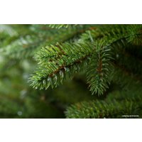 Ель GreenTerra Аляска (светлая) 2.2 м