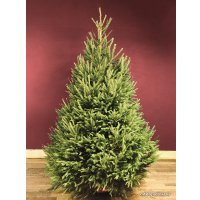 Ель Danske Planter Abies Датская (2.5-3.0 м, срезанная)