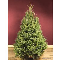 Ель HD Nordic Trees Abies Датская (2-2.2 м, срезанная)