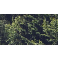 Фотообои ФабрикаФресок Туманный лес 195280 (500x280)