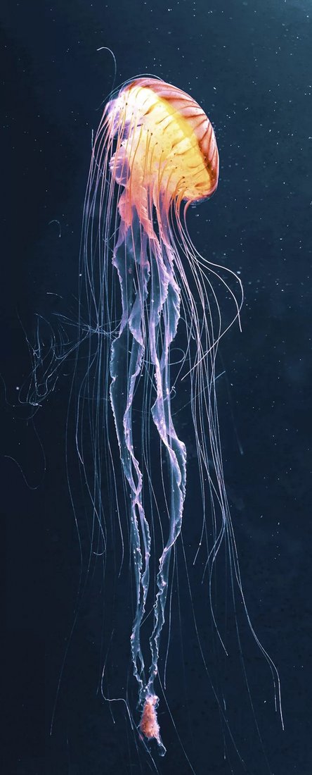 

Картина Stamprint Свет медузы AN022 (125x50)