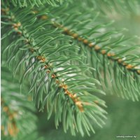 Ель Бифорес Премиум (2.2 м, темно-зеленый)