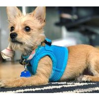 Шлейка-жилетка Puppia Soft Vest PAHA-AH305-SB-XS (голубой)