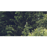 Фотообои ФабрикаФресок Туманный лес 193280 (300x280)