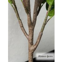 Искусственное растение Merry Bear Home Decor Фикус Лировидный AX297145