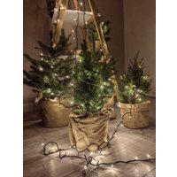 Ель СЦ Огородик Энгельманна 40-60 см