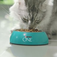 Сухой корм для кошек Purina ONE для домашних с курицей 750 г в Бресте