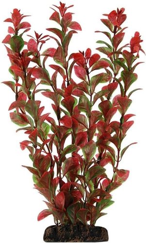 Laguna Людвигия красная 1967 20 см