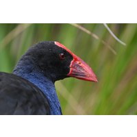 Объектив Nikon NIKKOR Z 800mm f/6.3 VR S