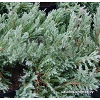  Красный клен Можжевельник горизонтальный Grey Pearl (15-20 см)
