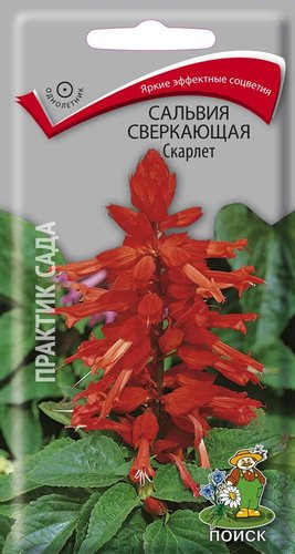 Агрофирма Поиск Сальвия сверкающая Скарлет 0.1 г