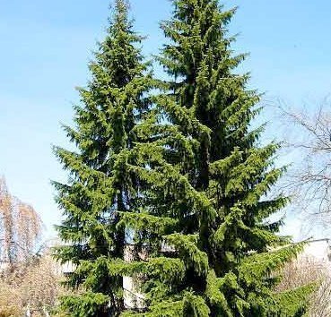 

Красный клен Ель сербская (80-100 см)