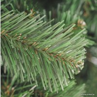 Ель Бифорес Арктика 3 м