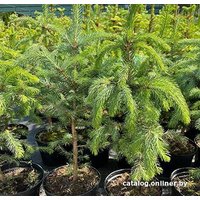  Красный клен Ель колючая Glauca (50-60 см)