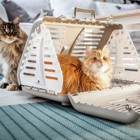 Переноска Rotho Toby 4000807422