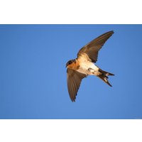 Объектив Nikon NIKKOR Z 800mm f/6.3 VR S