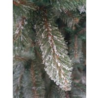 Ель GreenTerra Ариозо, эффект инея 1.5 м