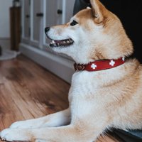 Ошейник Hunter Collar Swiss 41955 (50/S-M, красный/черный)