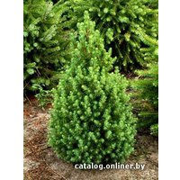 Ель канадская Ель Канадская (picea conica) в горшке 60 - 80 см