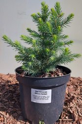 Glauca Kaibab 30 см