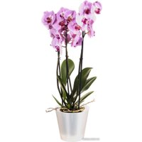 Горшок Idi Land 221608129/02 (белый перламутр)