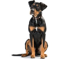 Ошейник Hunter Collar Swiss 42831 (60/M-L, коричневый)