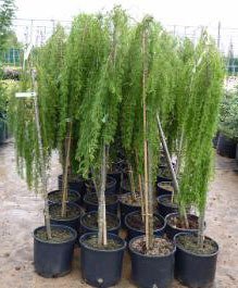 Zabieniec Лиственница европейская Pendula с3/5 130-180