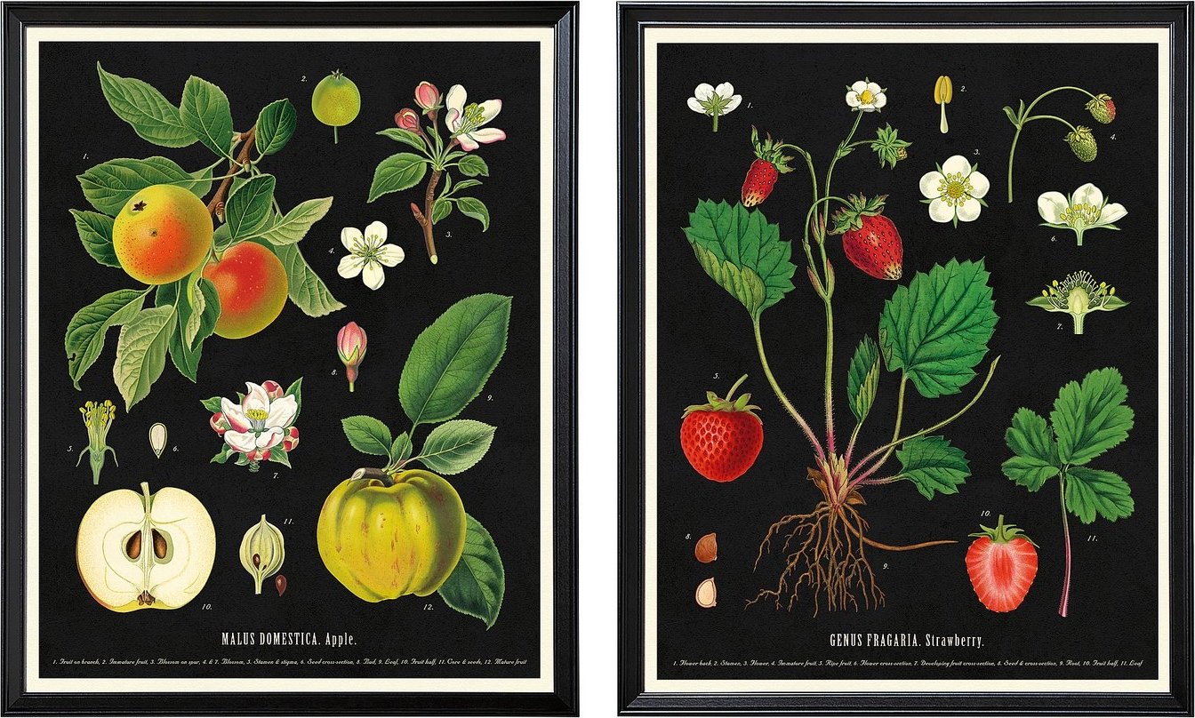 Картина Ikea Knoppang 50578895