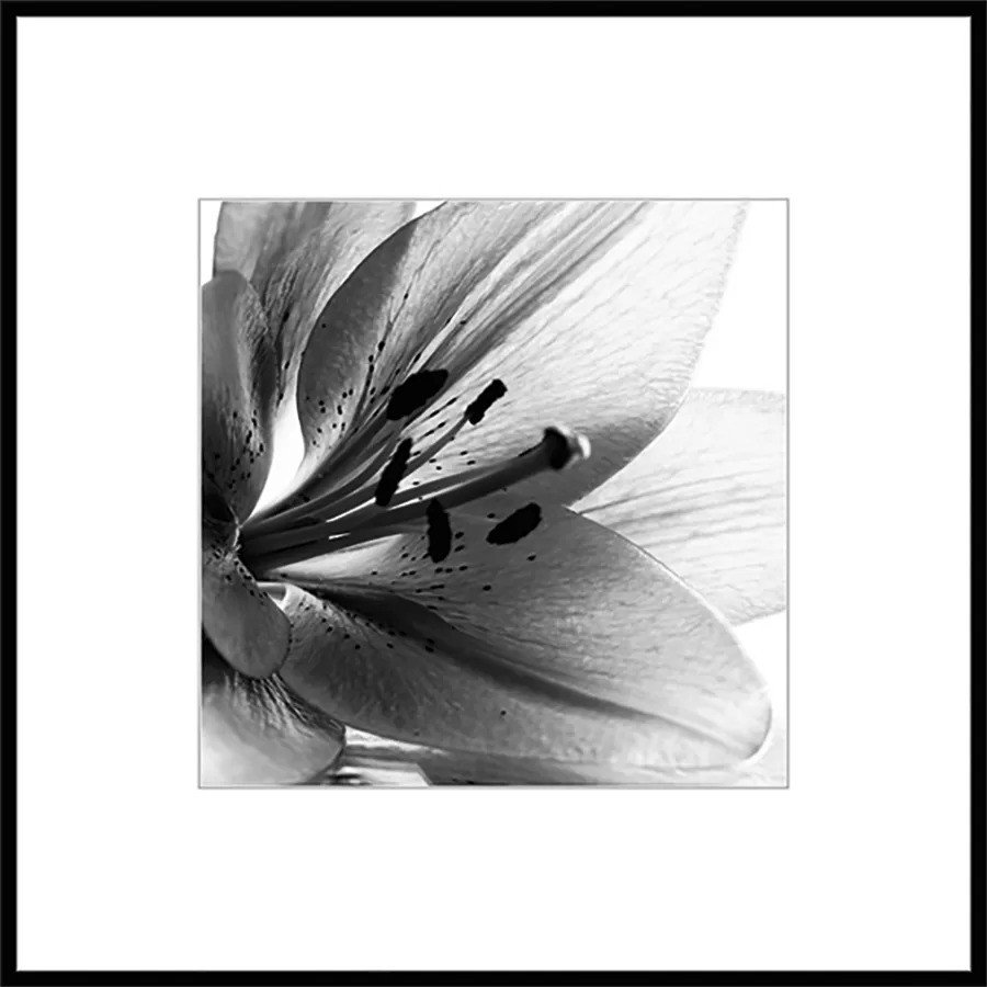 Картина Stamprint Листья 1 BW007 (50x50)