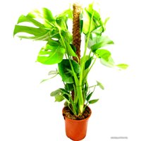 Комнатное растение Batouwe Boomkwekerij Монстера