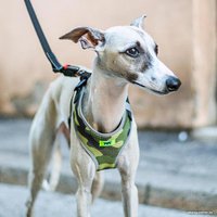 Шлея Ferplast Nikita Fashion P (M, зеленый)