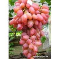  Долина Растений Виноград Гелиос