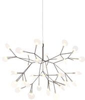 Heracleum L32501