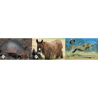 Настольная игра Нескучные игры Мемо - Удивительные животные