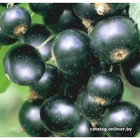  Красный клен Черная смородина Titania (100-200 см)