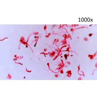 Детский микроскоп Микмед LCD 1000Х 2.0LB 30701