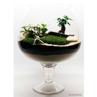 Флорариум Home Garden Бокал Большой с Фикусом и Фиттонией