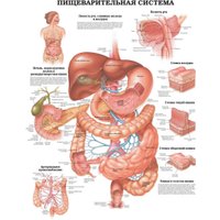 Энциклопедия издательства АСТ. Большой атлас анатомии человека (Махиянова Е.) в Бресте