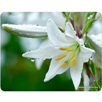 Коврик для мыши Buro BU-M20041