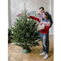 Ель HD Nordic Trees Фразера Датская Премиум (1.5-1.7 м, срезанная)