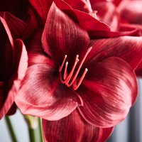 Искусственный цветок Ikea Vinterfint 90606603