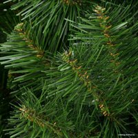 Сосна Erbis Sosna Сибирская 2.7 м