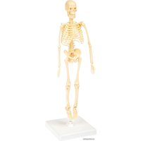 Набор для опытов Bondibon Японские опыты. Человек. Кости и мышцы ВВ4728