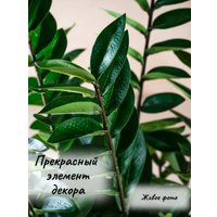 Искусственное растение Merry Bear Home Decor Замиокулькас AZ04075