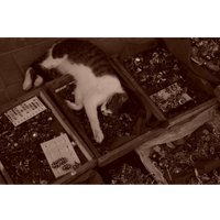 Беззеркальный фотоаппарат Sony ZV-E10 II Body (белый)