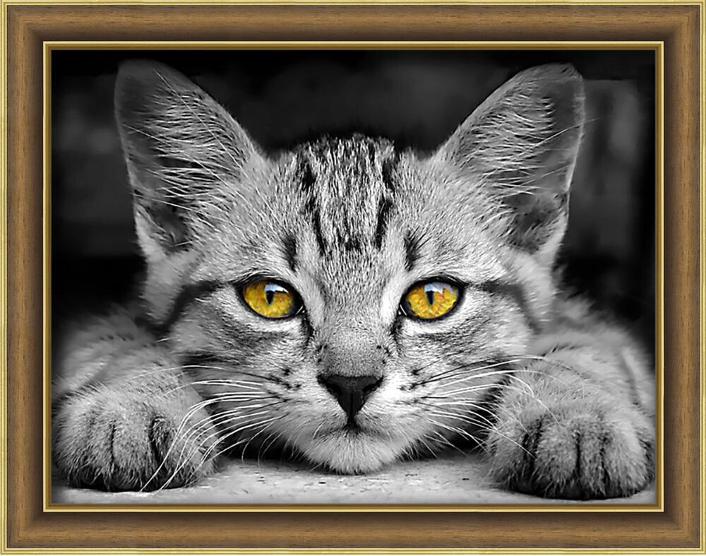 

Алмазная мозаика Алмазная Живопись Желтоглазый котёнок АЖ-1807